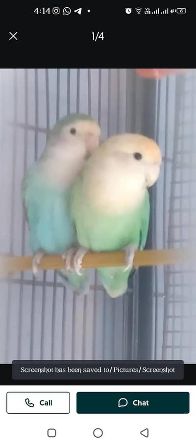 Cream Face Green Peach-Faced Lovebird Pair