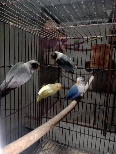 colour full love birds