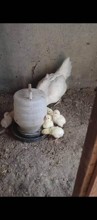 Heera Aseel 9 chicks and heera female