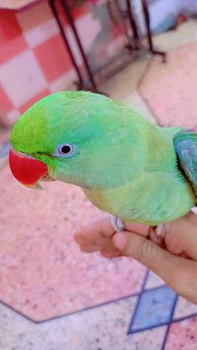 KASHMIRI RAW PARROT