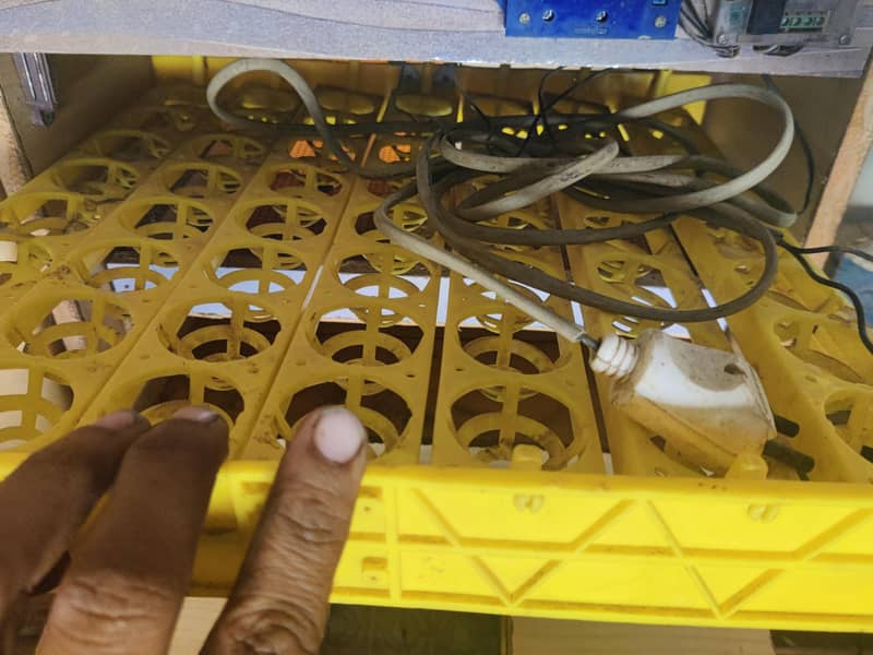 incubator 4