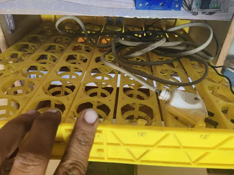 incubator — photo 5