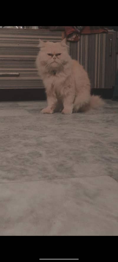 Brown cat male and white cat female