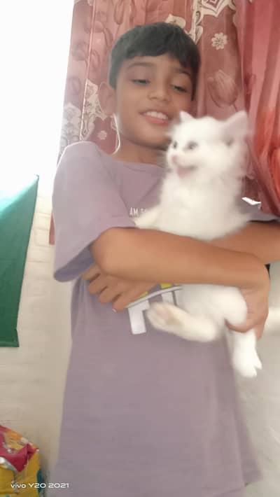 Two eye   color rare kitten 