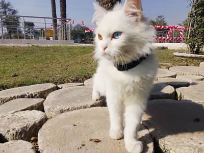 Different   color eyes  rare