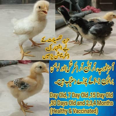 Day Old RIR Rhode Island Red Black Australorp Hen Chick Chozay Desi