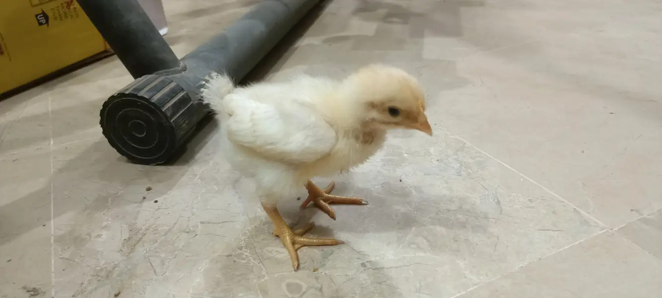 Day Old RIR Rhode Island Red Black Australorp Hen Chick Chozay Desi — photo 2