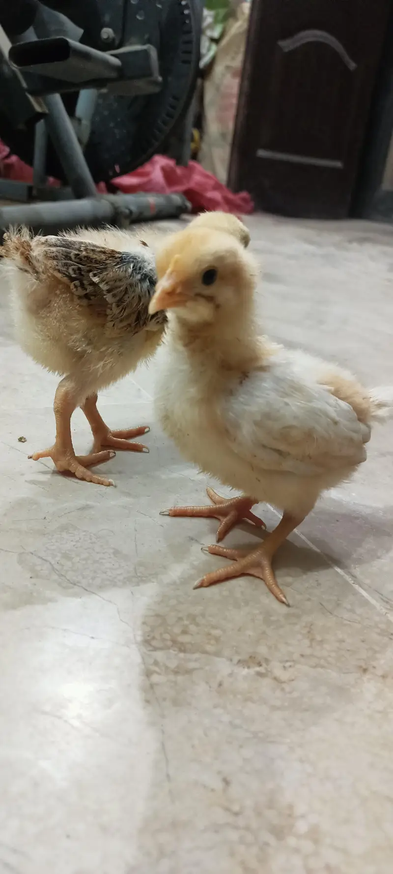 Day Old RIR Rhode Island Red Black Australorp Hen Chick Chozay Desi — photo 4