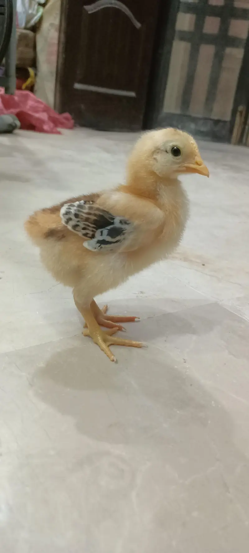 Day Old RIR Rhode Island Red Black Australorp Hen Chick Chozay Desi — photo 10