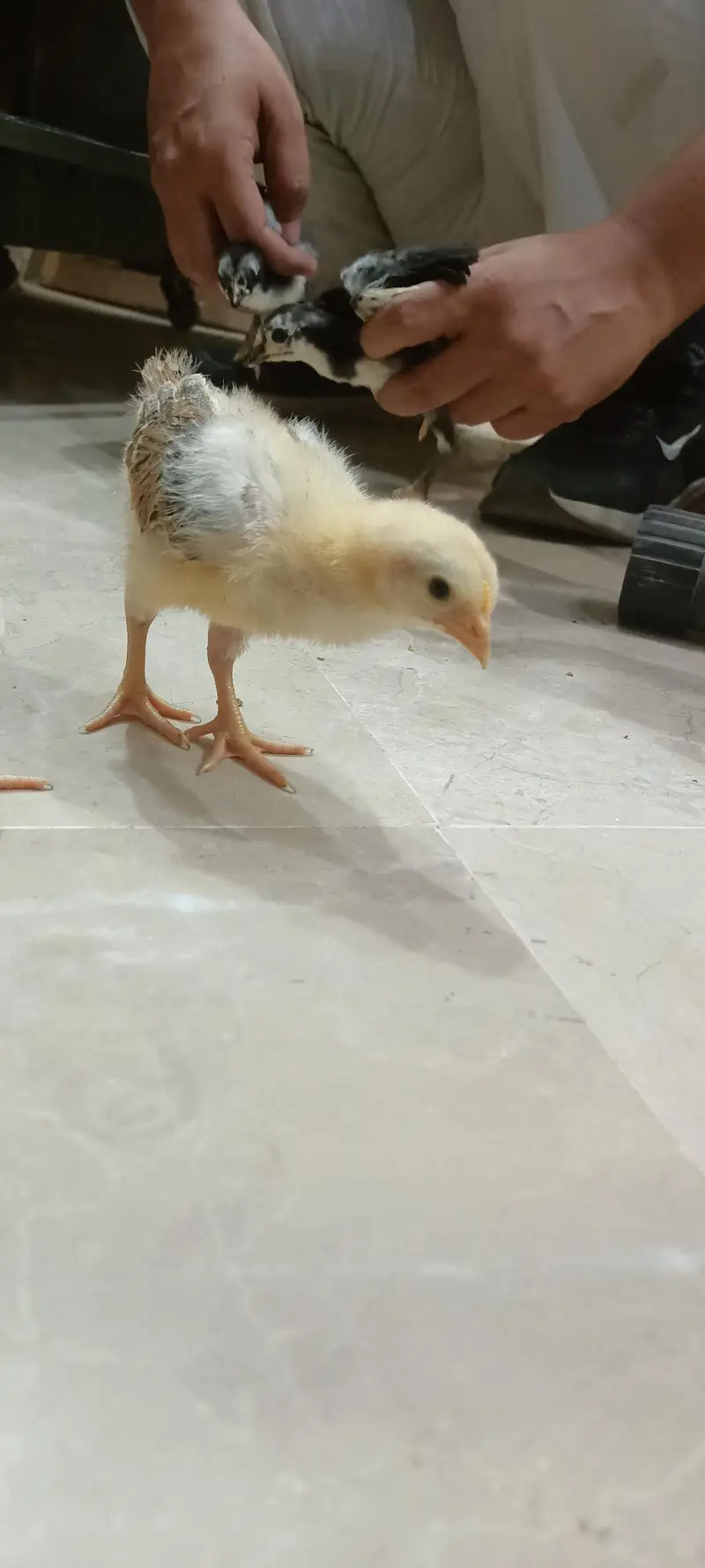 Day Old RIR Rhode Island Red Black Australorp Hen Chick Chozay Desi — photo 11