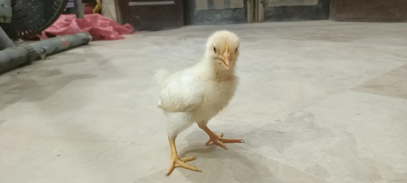 Day Old RIR Rhode Island Red Black Australorp Hen Chick Chozay Desi — photo 12