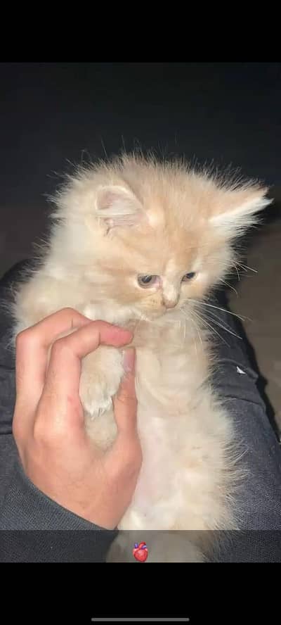 Persian cat double coat 2 month age
