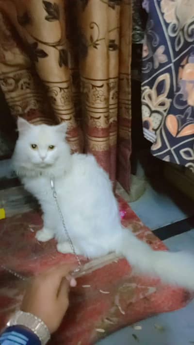 "White Persian Cat for Sale - Healthy & Friendly