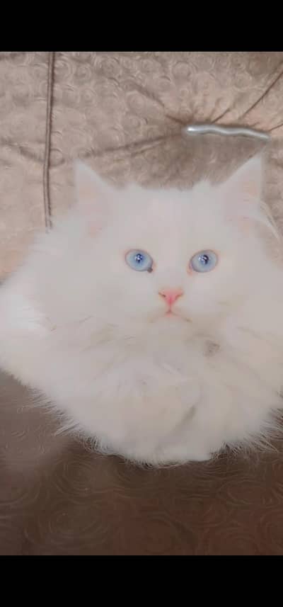 Persian kittnes doll face double coat (looks like triple coat)