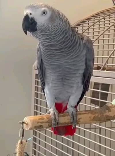 african grey parrot for sale
