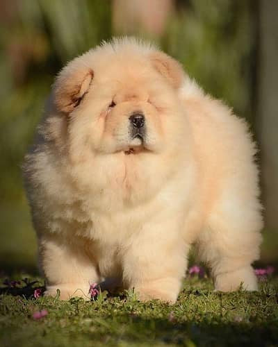 chow chow puppies 03425137217