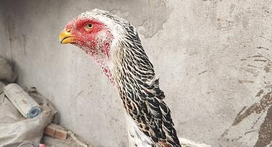 Pure O-Shamo Female High Quality Breeder Hen