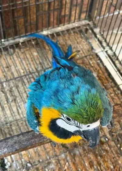 blue Macao parrot chicks for sale (03701782542)