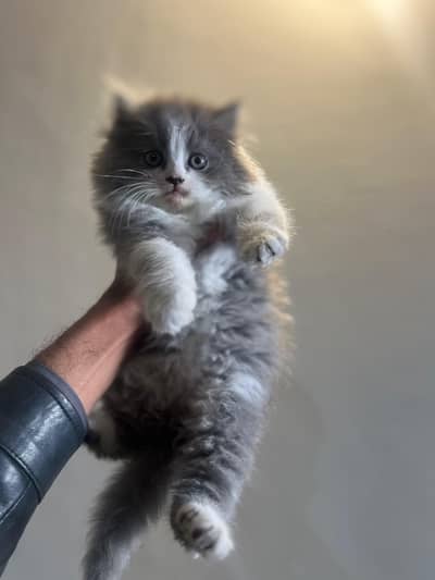 Persian kitten pair for new home