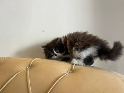 Female Persian kitten (Bi_color)