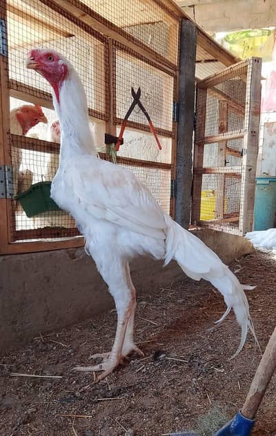 Indian Parrot Beak Long Tail Male