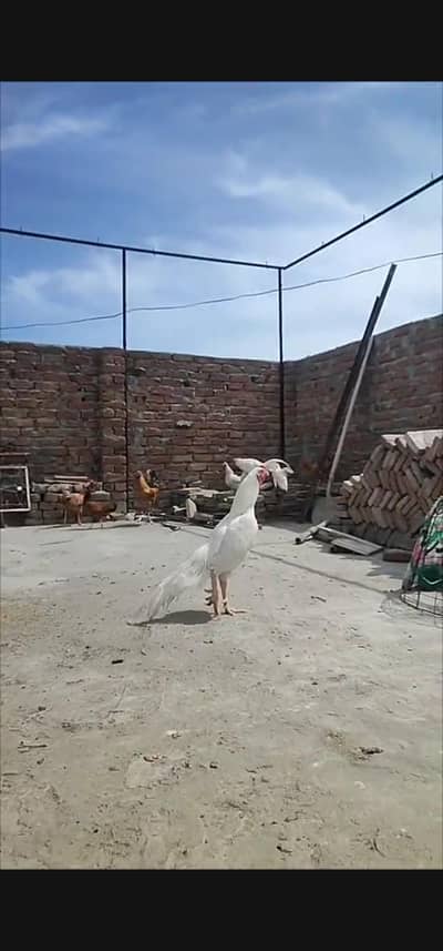 Top quality paper white heera aseel chicks