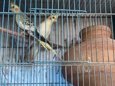 Cream Male x Pearl Female Bonded pair