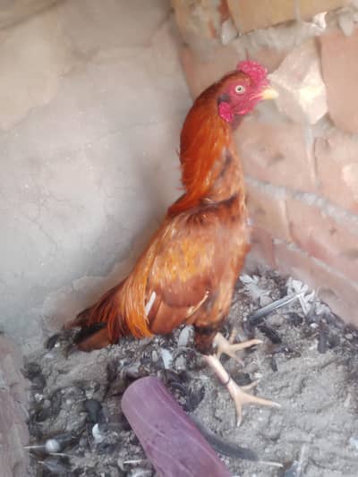 aseel mianwali male available 03023268268