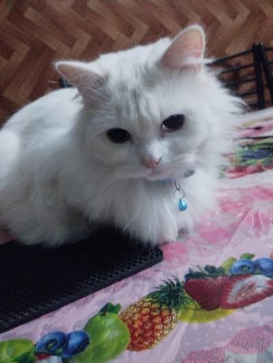 russian odd eyes female