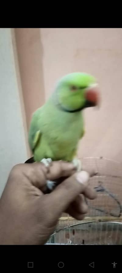 green parrot