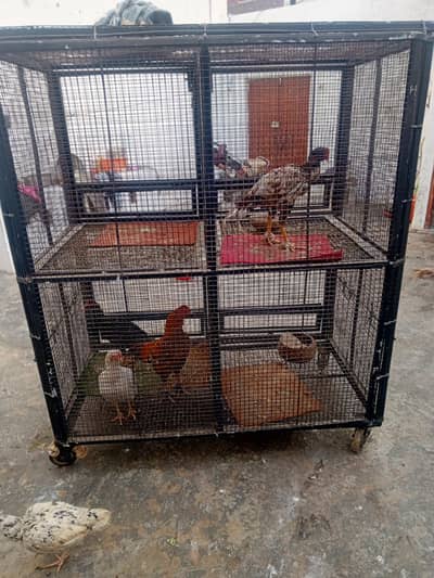 cage of Birds
