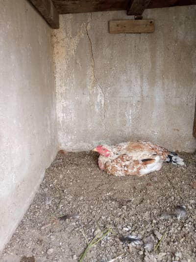 aseel kurak murghi desi hen