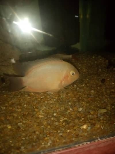 severum pair 4 inch Plus