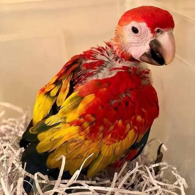 red macaw parrot cheeks for sale 03301785772