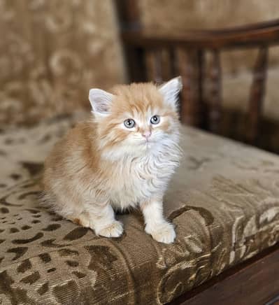 Tripple coated kitten