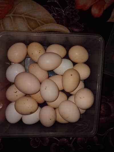 puer desi eggs available ha  dozen eggs 600