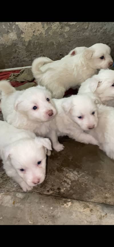 Russian puppies available high quality long quality pink nose