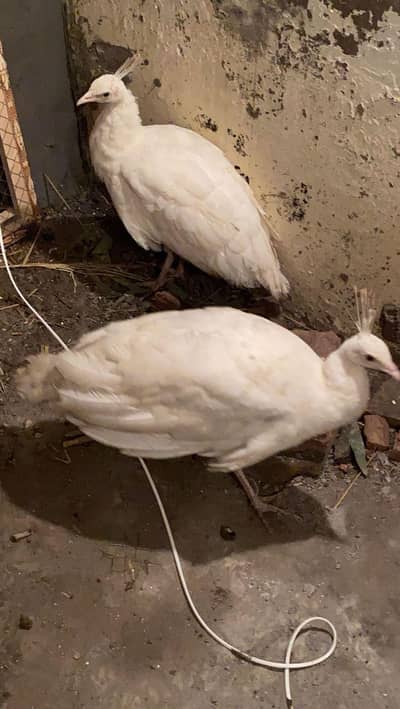 White peacock for sale
