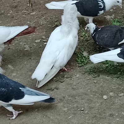 fancy pigeons for sale