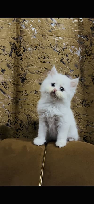 SARGODHA  CONTACT US : 03105322532