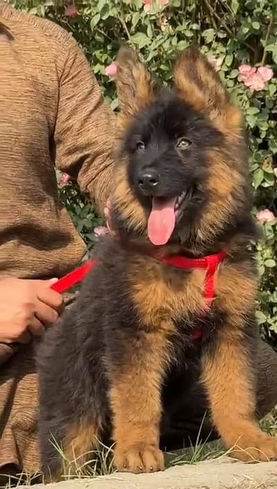 German Shepherd male pappy for sale