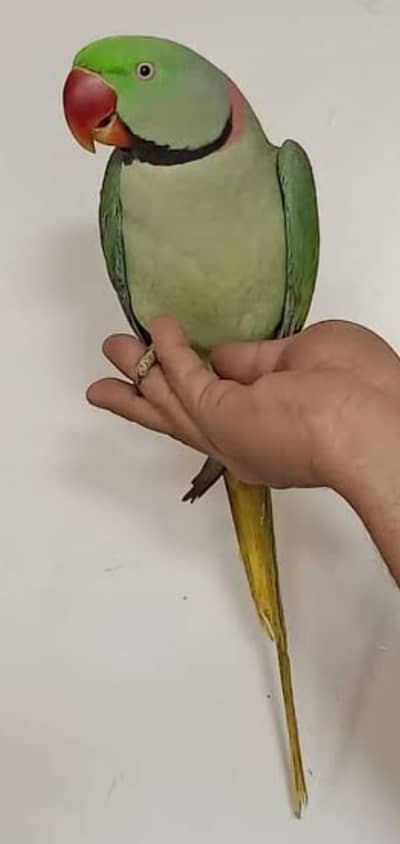 Talking Raw/ Kashmiri/ Alexender parrot for sale