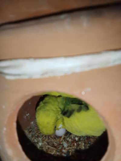 3pair 1male 1box 2house 6matki 5000 4700 may