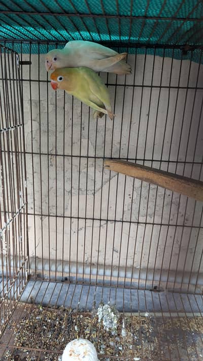 Lovebird Breeder pair