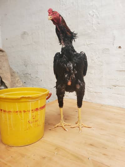 German Oh Shamo Breeder Pair