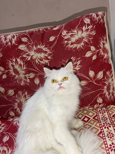 Female Persian Cat For Sale