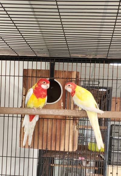 Lutino Rosella ready to breed pair available for sale