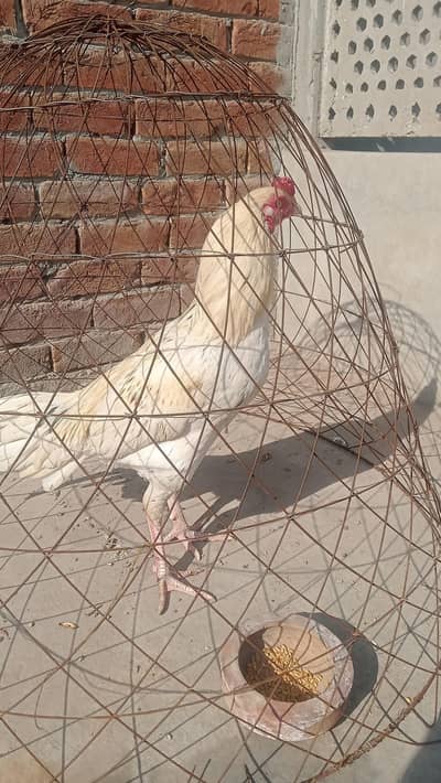 boska aseel.  murga.  . sell and exchange with bengum patha.