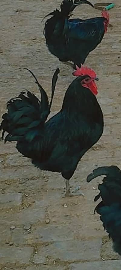 Pure Australorp Healthy and active Male For Sale