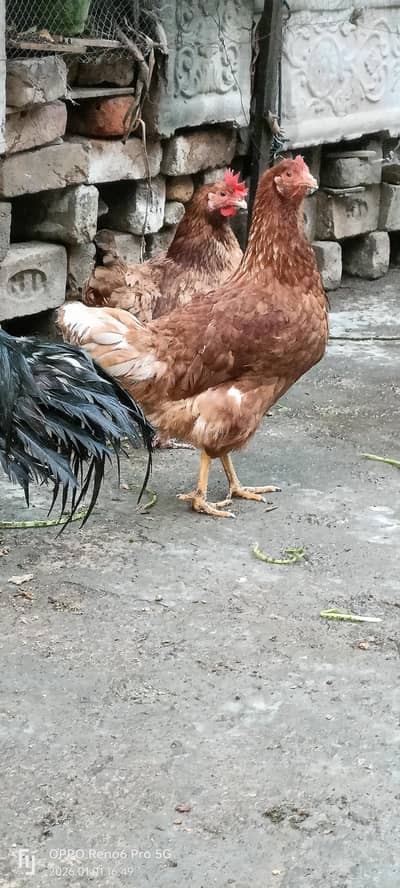 مرغیاں برائے فروخت